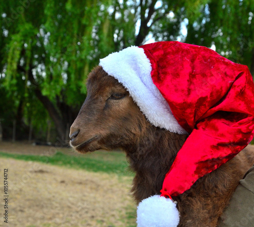 goat baby santa claus, celebrating christmas with his owner, in Paragonia, Argentina, Merry christmas photo