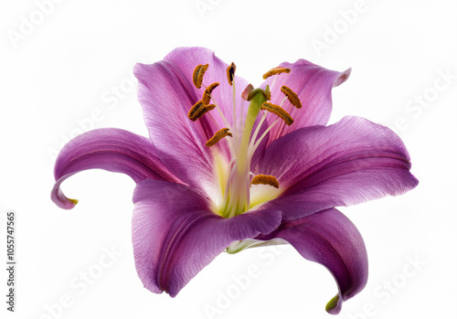 Lily isolated, lily on white background, Lily flower isolated, Lilyum Flower isolated on white background photo