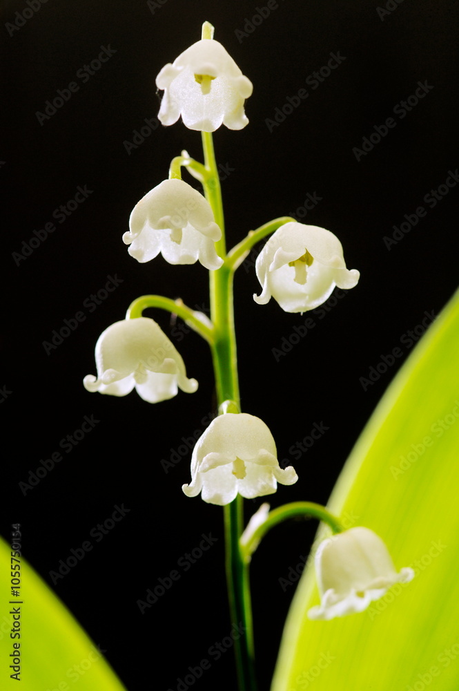 Obraz premium Muguet