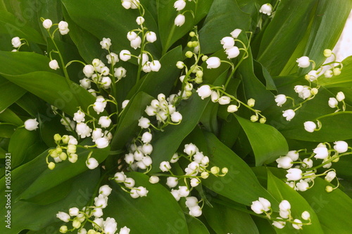 Muguet photo