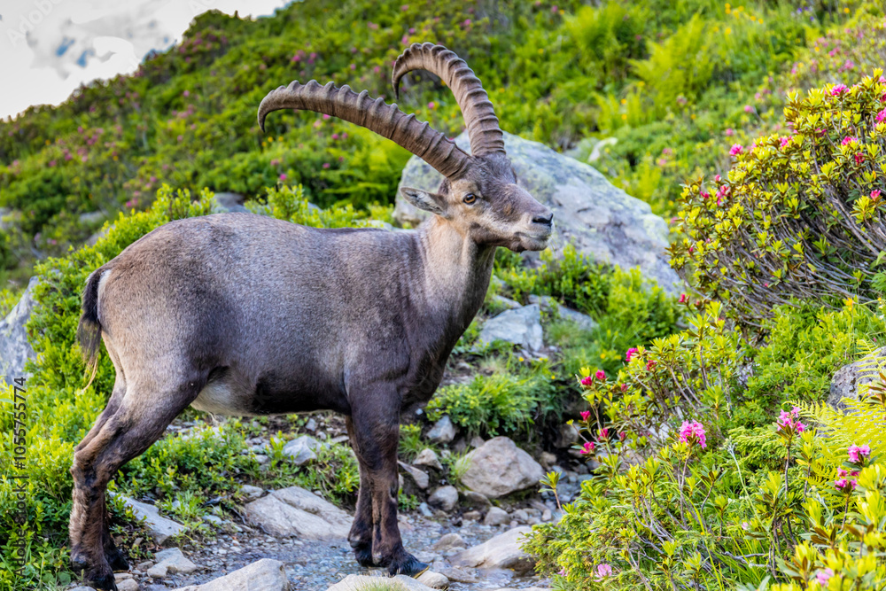 Alpine ibex, Capra ibex, steinbock European species of goat living in the Alps. Mountain goat in the Alps near Chamonix Mont Blanc. Wild goat in the natural environment, mammal wildlif of the Alps Alpine ibex, Capra ibex, steinbock European species of goat living in the Alps. Mountain goat in the Alps near Chamonix Mont Blanc. Wild goat in the natural environment, mammal wildlif of the Alps