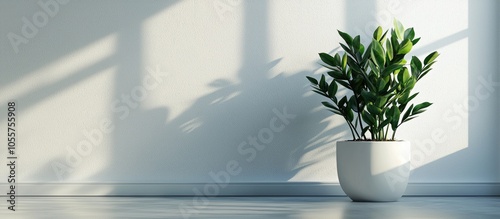 Zamioculcas Zamiifolia Plant In White Flower Pot Standon A Light Background On The Floor Modern Houseplants With Zamioculcas Plant Minimal Creative Home Decor Concept Garden Room photo