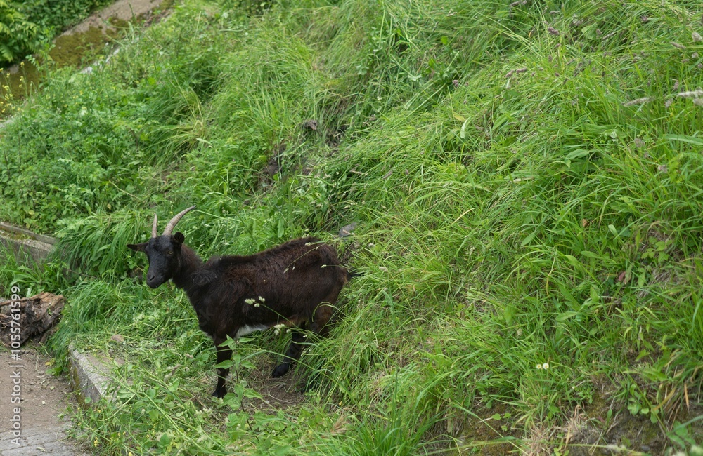Black goat with big horns coming down the slope of a mountain with lots of vegetation Black goat with big horns coming down the slope of a mountain with lots of vegetation