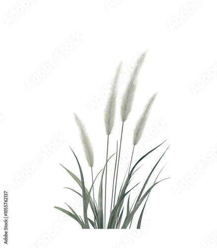 Close-up of a fresh green herb isolated on a white background