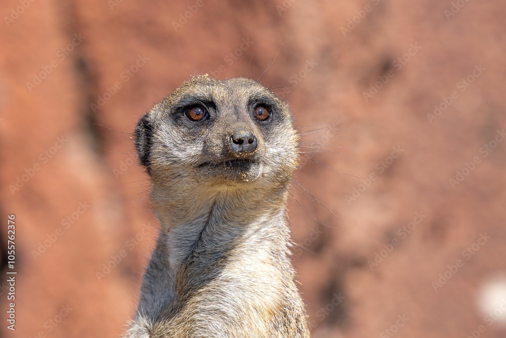 Close-up of a meerkat standing alert with a blurred brown background. Close-up of a meerkat standing alert with a blurred brown background.