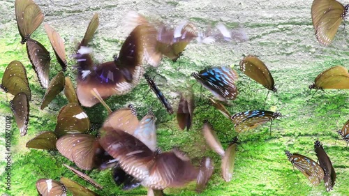 Various kind of butterflies congregate on the ground, where it is believed to contain the minerals that butterflies need.