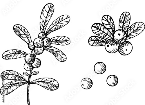 Hand drawn ink vector illustration of cranberry. Engraving of northern
cranberry plant with berries, branch, fruits on isolated background. Design for logo, label, card, print, wrapping, paper, sign