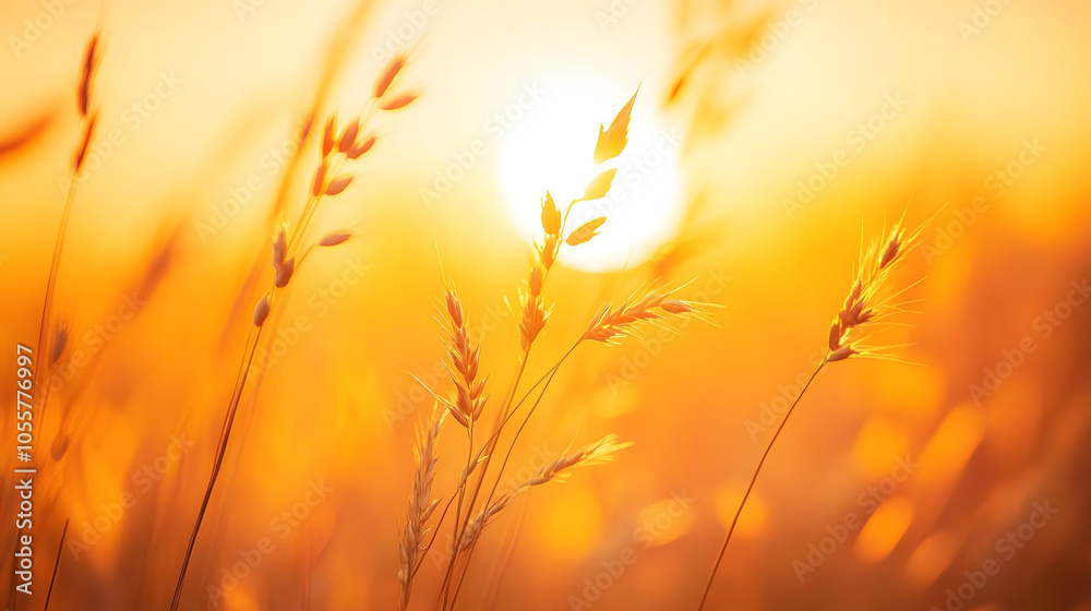 Golden wheat field at sunset with a vibrant sky, showcasing the beauty of agriculture and nature Golden wheat field at sunset with a vibrant sky, showcasing the beauty of agriculture and nature