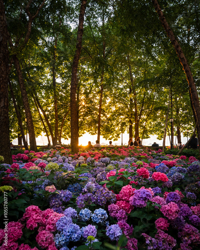 View of colorful hydrangeas blooming in a serene garden during sunset, New York City, United States of America. photo