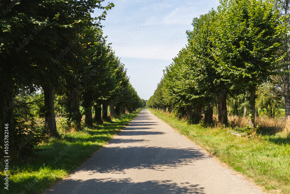 View of tree lined road surrounded by greenery and tranquil trees, Le Plantay, France. View of tree lined road surrounded by greenery and tranquil trees, Le Plantay, France.
