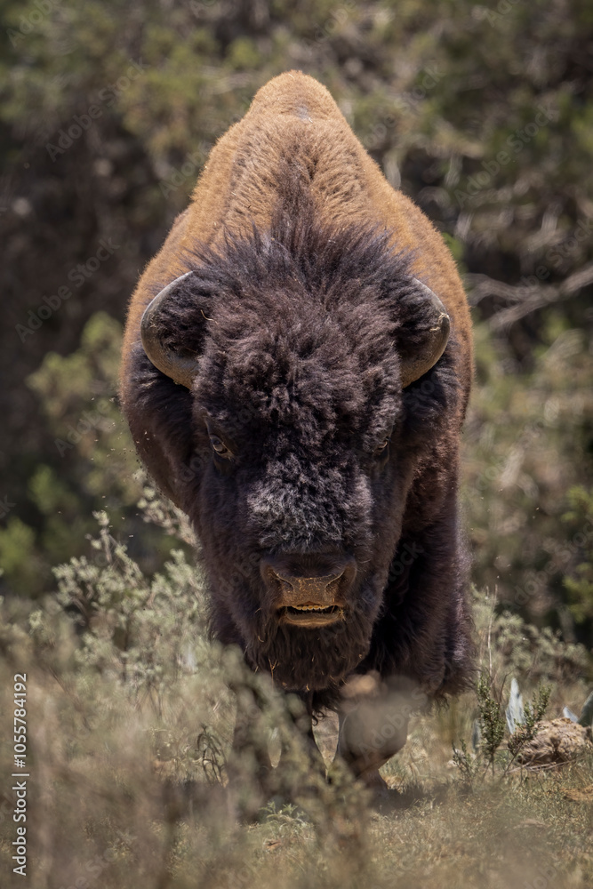 View of a majestic bison in serene grassland, Castanos, Mexico. View of a majestic bison in serene grassland, Castanos, Mexico.