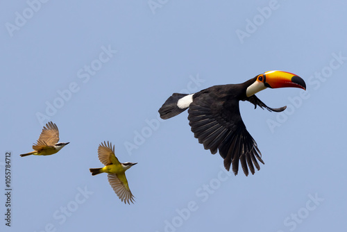 View of a colorful toucan soaring in a clear sky over the vibrant rainforest, Pocone, Brazil. photo