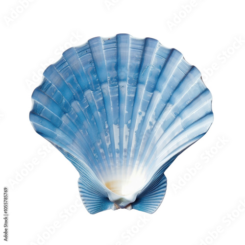 Blue Seashell with Delicate Ridges and Smooth Interior photo