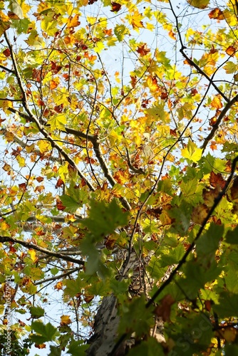 Wallpaper Mural Look up to the sky, autumn is coming! Torontodigital.ca