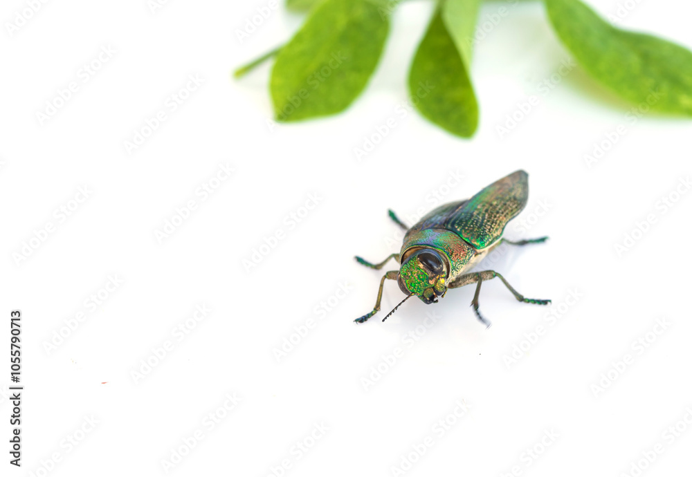 Fototapeta premium Buprestis Beetle stares isolated on white background