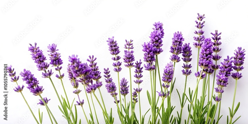 Naklejka premium Isolated lavender plant on white background