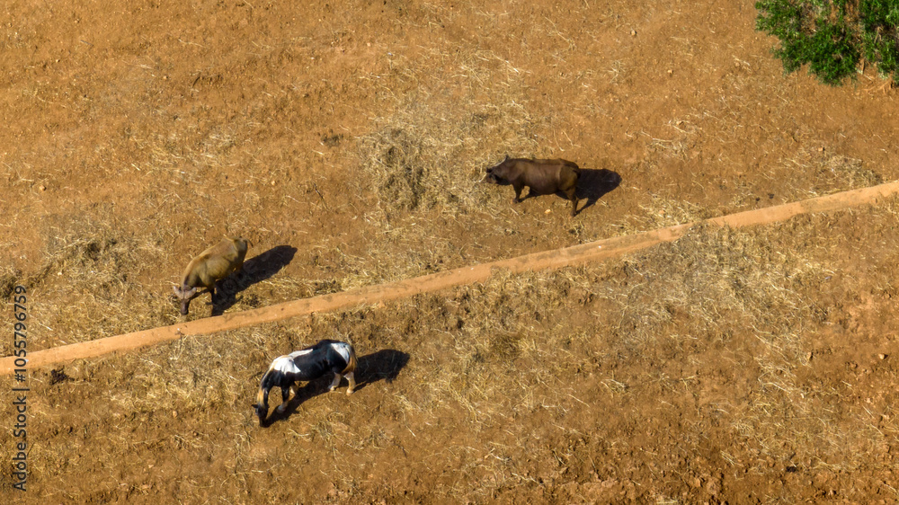 Aerial view of two buffaloes grazing in the prairie along with a horse. Aerial view of two buffaloes grazing in the prairie along with a horse.