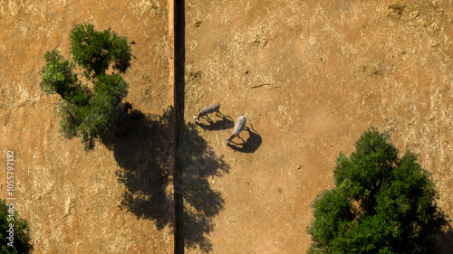 Aerial view of two zebras in the savannah.