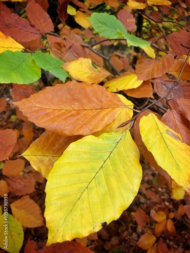 Mushrooms. Fungus. Autumn in the forest. Fall colors. photo