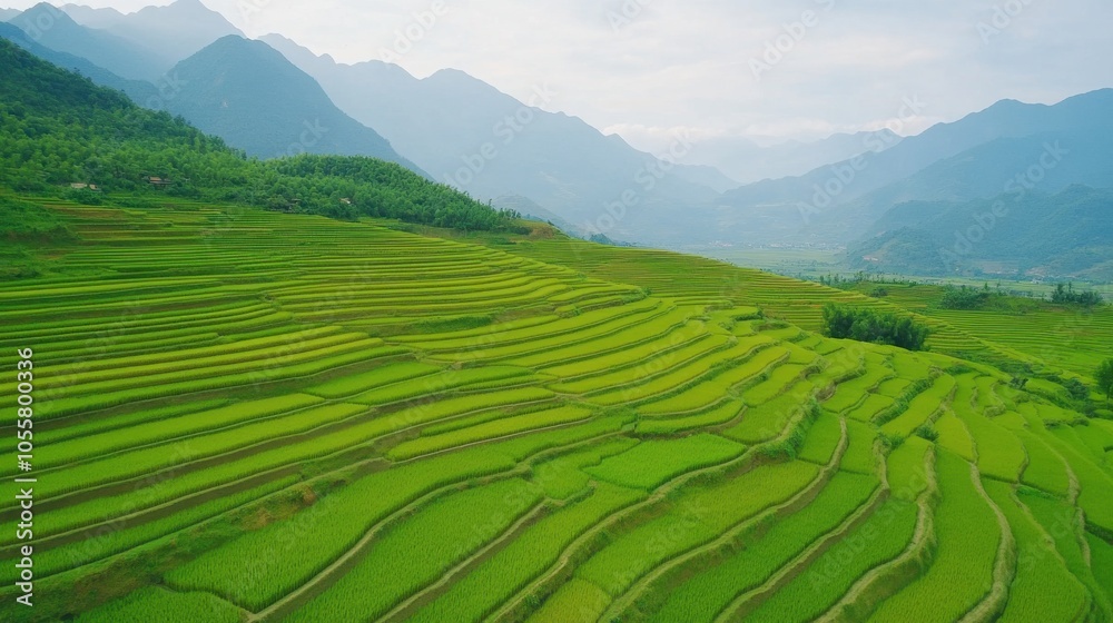 Fototapeta premium Terraced Rice Fields in Sapa Mountains