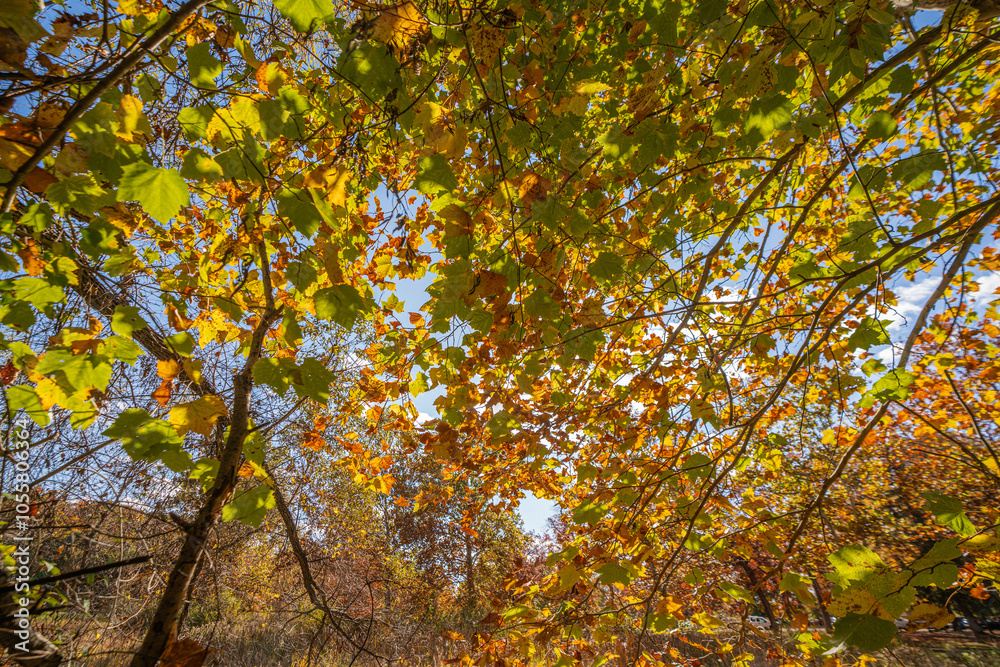 Autumn in Milham park, Kalamazoo, Michigan Autumn in Milham park, Kalamazoo, Michigan
