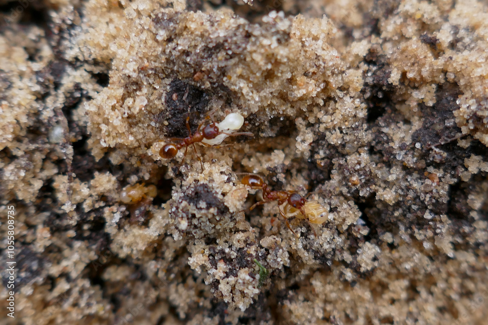 Macro photo of worker ants in sand and soil close up Macro photo of worker ants in sand and soil close up