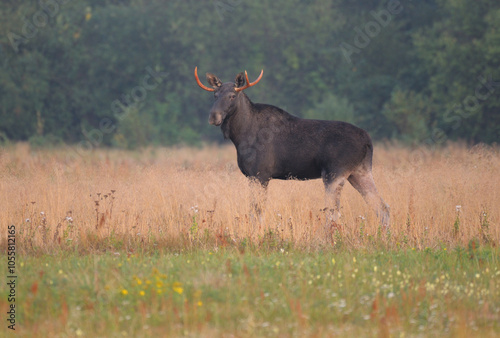 Łoś w środowisku naturalnym