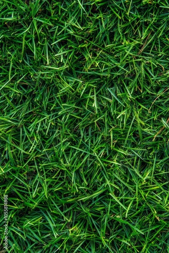 A vibrant, green lawn displays healthy grass blades intermingled under sunlight, adding beauty to the garden landscape in midday