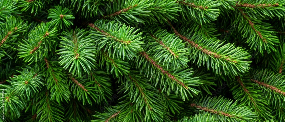 Vibrant green fir tree branches showcase their fine needles, indicating a healthy ecosystem under the sunlight in a serene natural setting