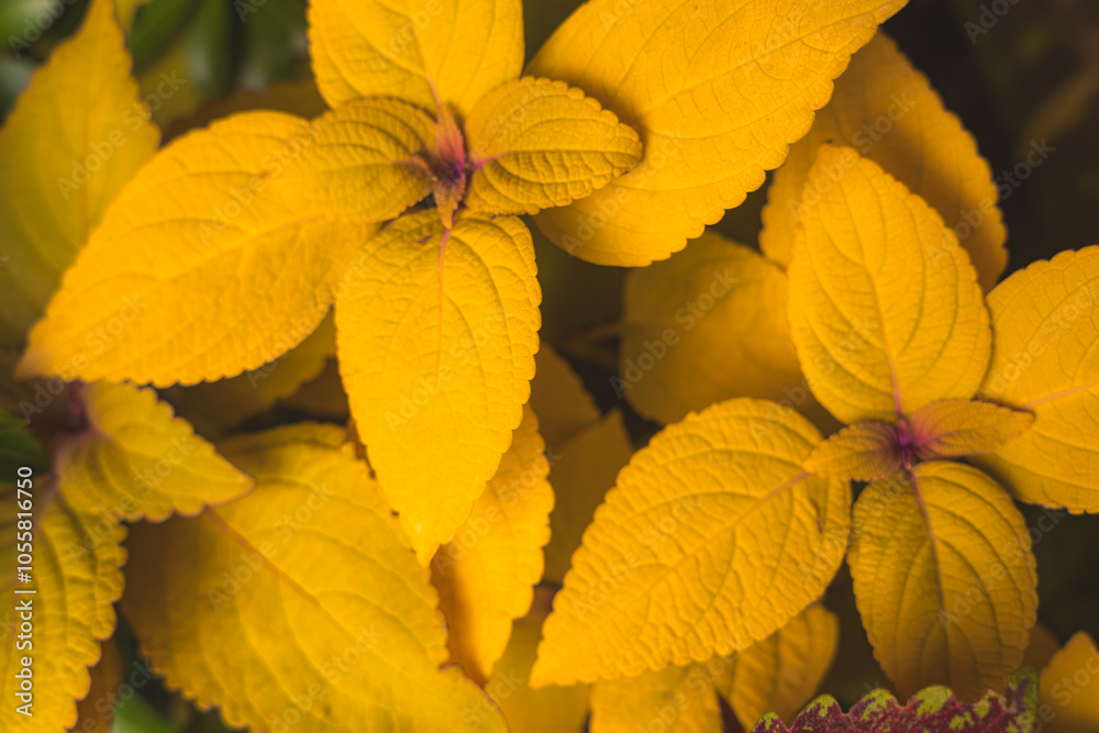 Fototapeta premium 【カラフル】秋に色とりどりのコリウス