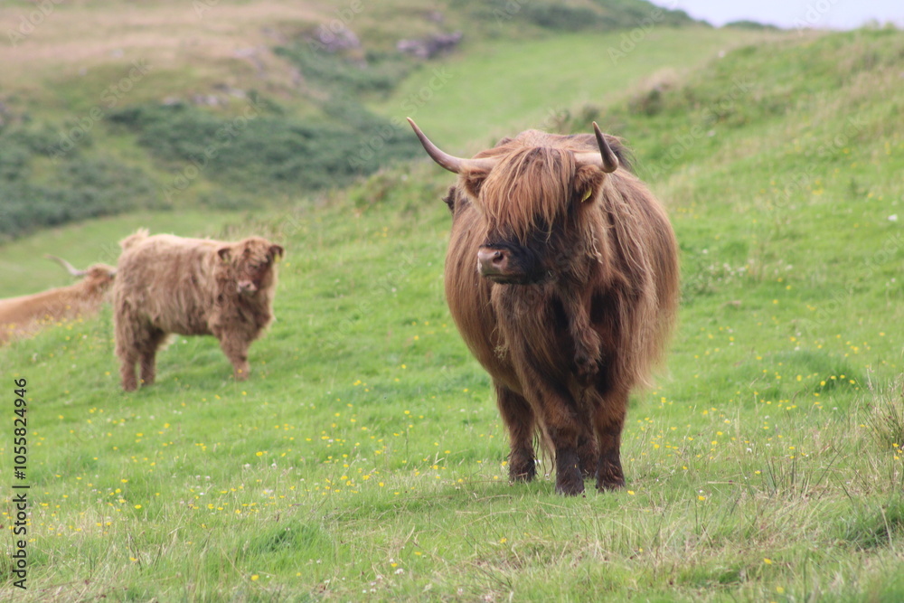 Fototapeta premium Female highland cow