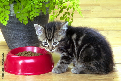 Chaton de gouttière photo