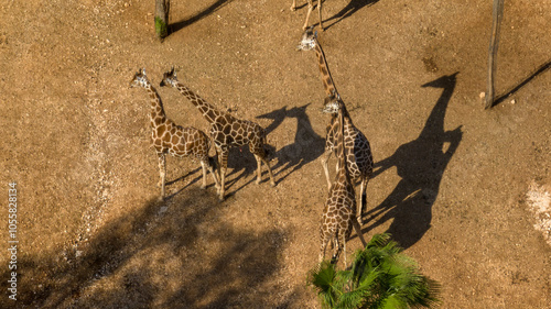 Photography Aerial view of a group of giraffes in the savannah in Africa.