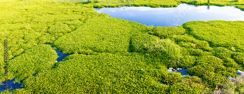 Εκτύπωση καμβά Small Trails Made By Alligators on The Water Hyacinth Choked Surface of Pilant L