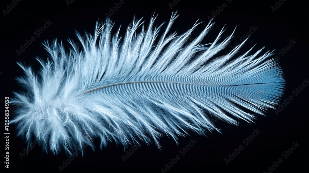 Obraz premium Close-up of a single delicate blue feather isolated against a black background, showcasing intricate details and texture of the barbs and downy structure.