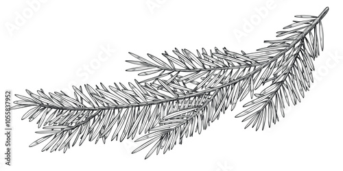 Vector illustration of Pine or Fir branches. Outline Drawing with Christmas tree on isolated background for New Year greeting cards or holiday invitations. Black line art of Coniferous twigs for Xmas.