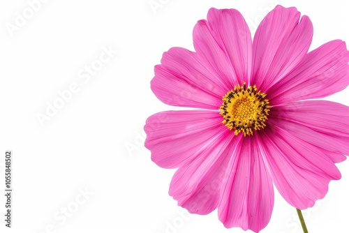 Pink cosmos flower on white background space for text