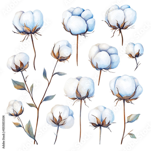 image of a set of hand drawn watercolor cotton flowers