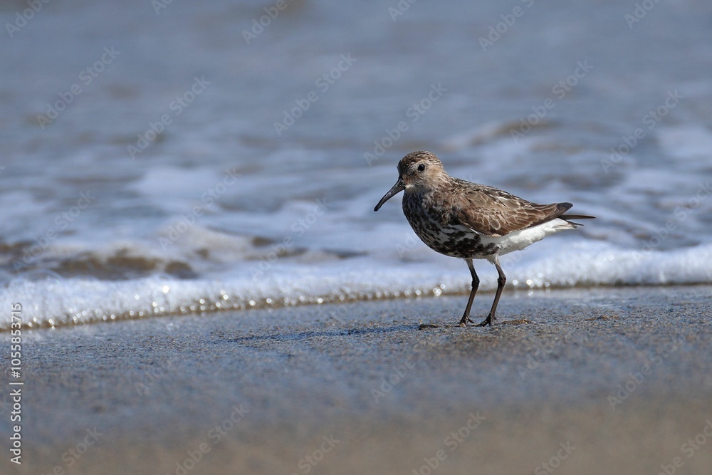 Obraz premium Small brown and white Dunlin stands on a sandy beach, with a receding wave and blurred water behind