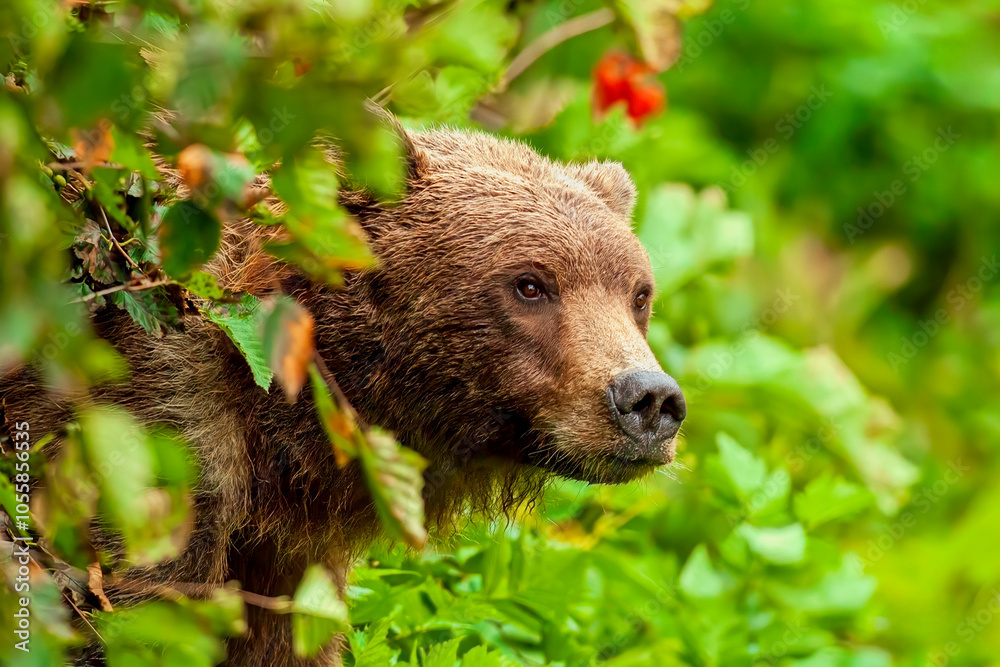 Fototapeta premium Brown Bear Partly Hidden by Foliage