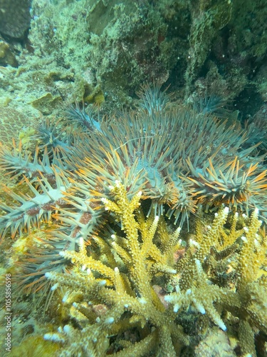 Crown of thorn Starfish photo