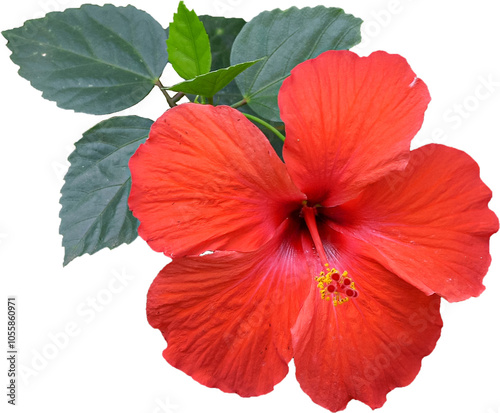 Red hibiscus flower transparent background, PNG photo