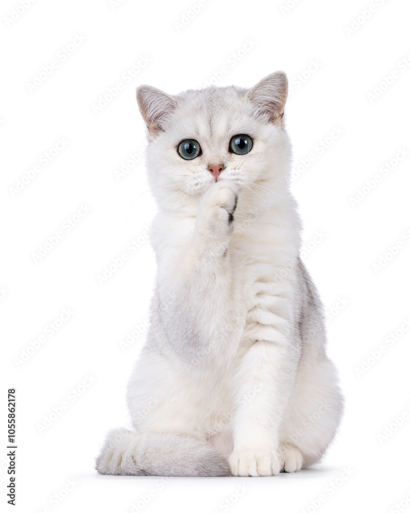Shaded British Shorthair cat kitten, sitting up facing front with one paw in front of face. Looking towards camera. Isolated on a white background.