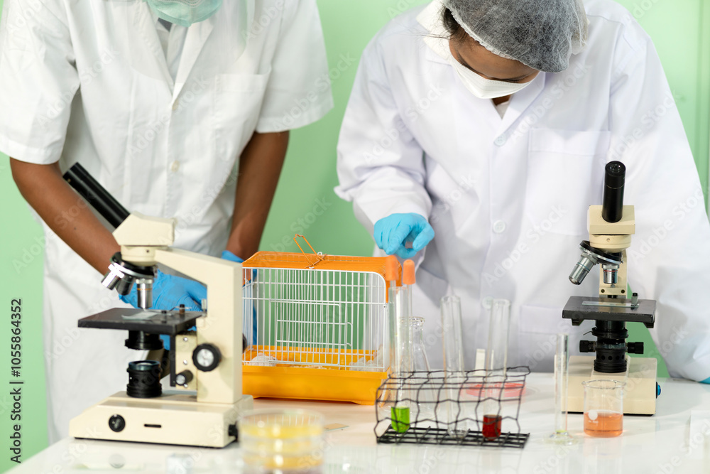 biochemistry scientist manipulating white lab rat  in preparation