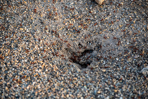 hormigas, con textura, arena, playa, gemas, abstracta, naturaleza, dechado, mar, roca, canto rodado