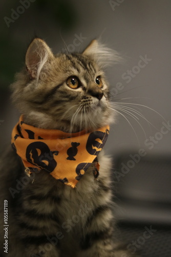 фотографія Hallow cat