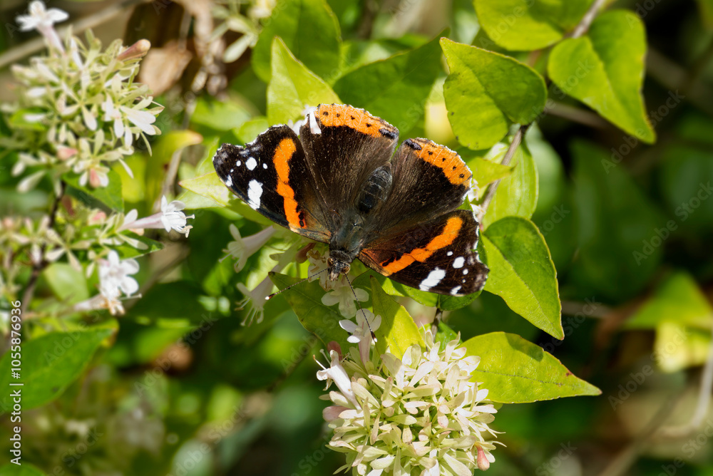 Red admiral butterfly (Vanessa Atalanta) perched on a white flower in Zurich, Switzerland Red admiral butterfly (Vanessa Atalanta) perched on a white flower in Zurich, Switzerland