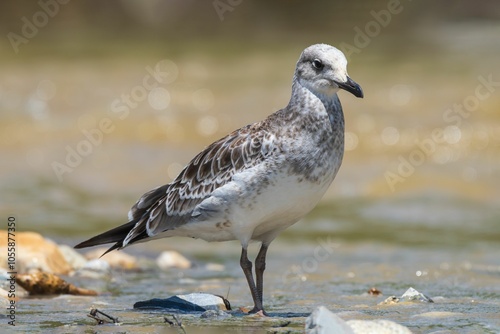 Closeup of a Pallas's Gull (Ichthyaetus ichthyaetus) perched in a river photo