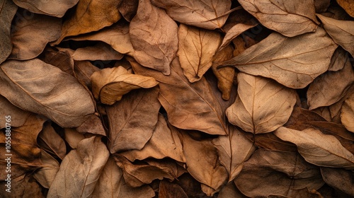 Dried leaves captured for use in backgrounds and textures