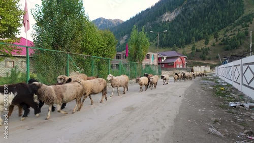 Bandipora, India. 22nd Oct, 2024. Shepherds move their flock of sheep in Sheikhpora village of Gurez Valley. photo